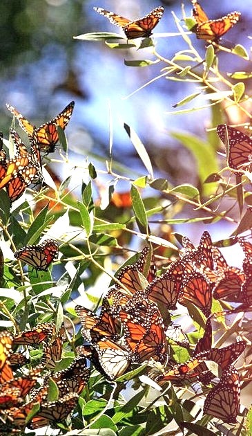 Annual Monarch Butterfly Migration, Pismo Beach, California