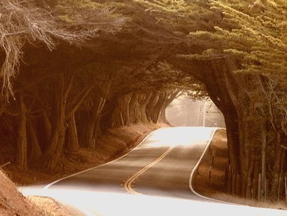 Natural Tree Tunnel, Monterey Peninsula, California