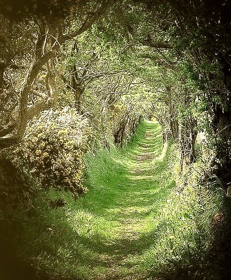 Ancient Road, Ballynoe, Co Down, Ireland