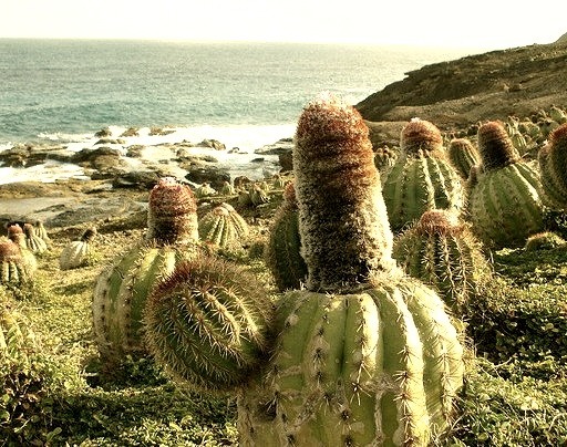 A wild cactus garden on the cliffs at south east coast of Mustique, St Vincent and Grenadines