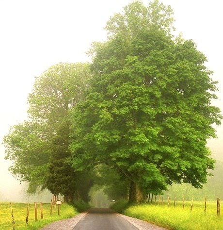 Tree Tunnel, Cades Cove Loop Road, Tennessee