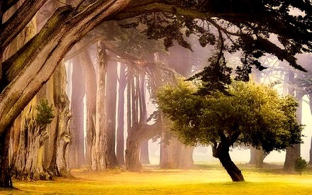 Cypress Trees, San Francisco, California