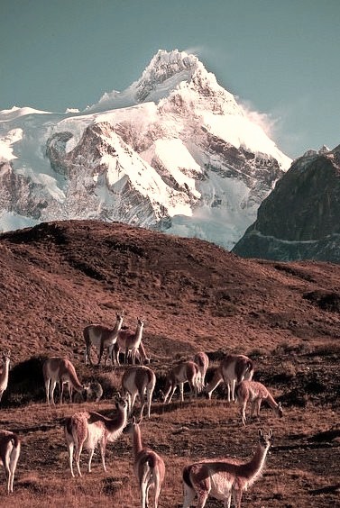 A herd of wild Guanacos in Torres del Paine National Park, Chile