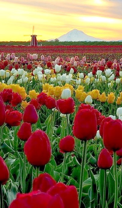 Incredible morning at the Wooden Shoe Tulip Farm in Woodburn, Oregon 