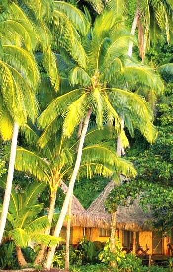 Palm trees over beach club hut, Qamea Island, Fiji
