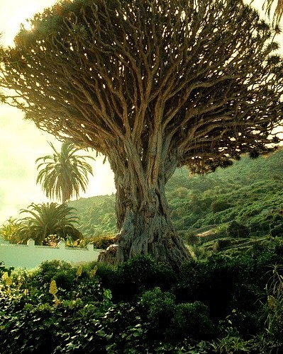 The ancient Dragon Tree of Icod de los Vinos, Tenerife, Spain