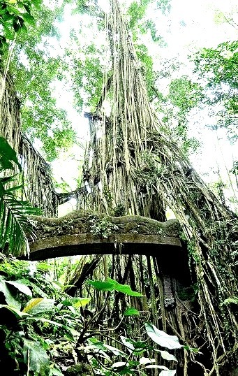 Bridge between banyan trees in Sacred Monkey Forest, Indonesia