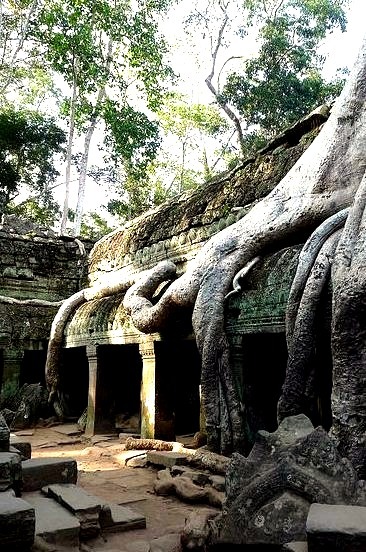 The ruins of Ta Prohm in Siem Reap / Cambodia